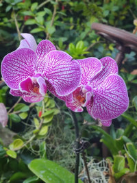 Non gmo cymbidium orchid samen
