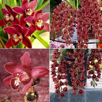 Premium non-gmo cymbidium orchid samen