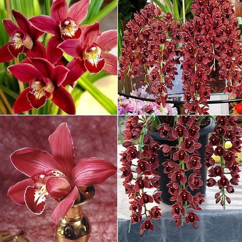 Premium non-gmo cymbidium orchid samen