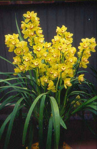 Premium non-gmo cymbidium maxillaria goeringii samen