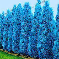 Non-gmo cypress platycladus sea blau samen for home gardening