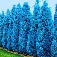 Non-gmo cypress platycladus sea blau samen for home gardening