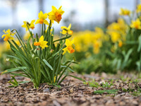 Non-gmo daffodil samen for gardening