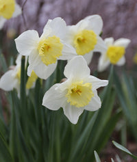 Non-gmo gelb and weiß daffodil samen for gardening