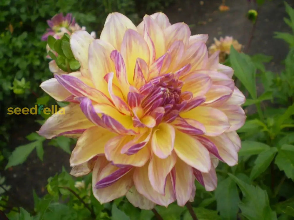 Non gmo dahlia fantasy samen