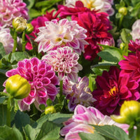 Non gmo dahlia blume samen