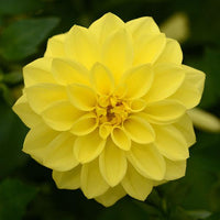 Non-gmo two-color dahlia samen for home gardening