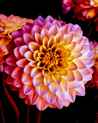 Premium non-gmo dahlia blume samen