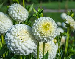 Premium non-gmo weiß dahlia samen for anpflanzung