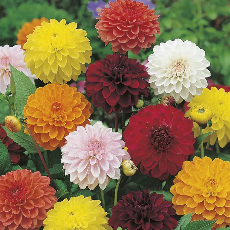 Non-gmo dahlia garten samen for summer flowering