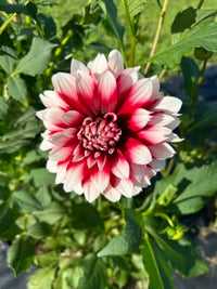 Non-gmo rot & weiß dahlia samen for home gardening