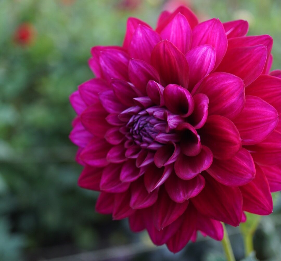 Non-gmo dahlia samen for home gardening