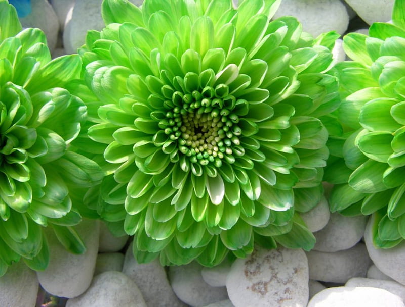 Premium non-gmo sea grün dahlia samen for anpflanzung