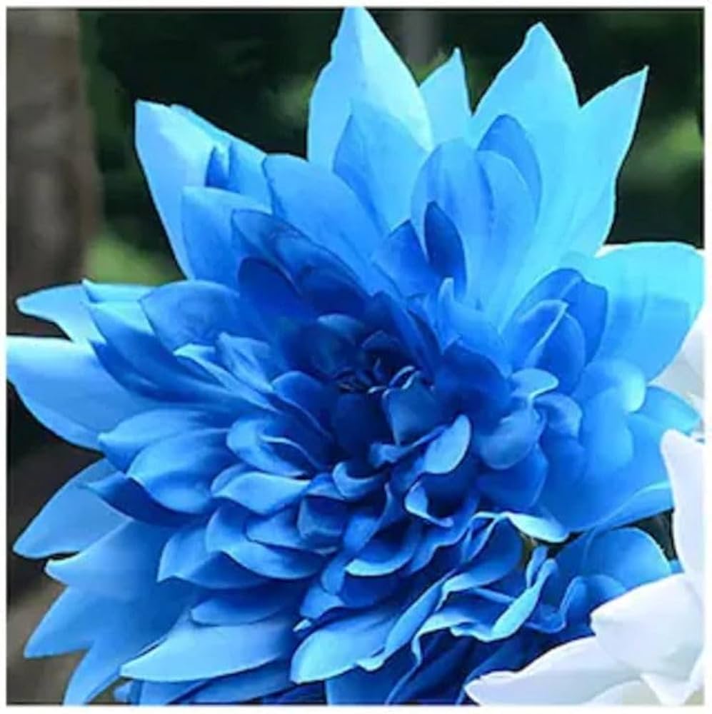 Non gmo dahlia samen