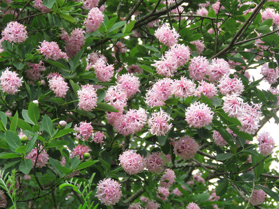 Non gmo dais cotinifolia samen