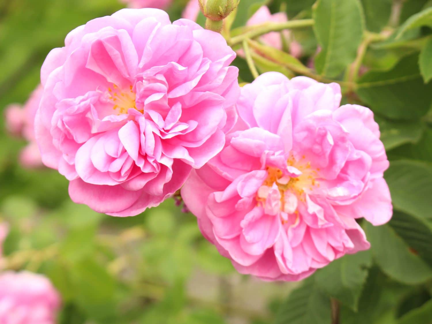 Non-gmo damask rose blume samen