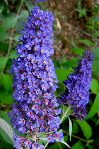 Non-gmo dark blau buddleia samen for gardening