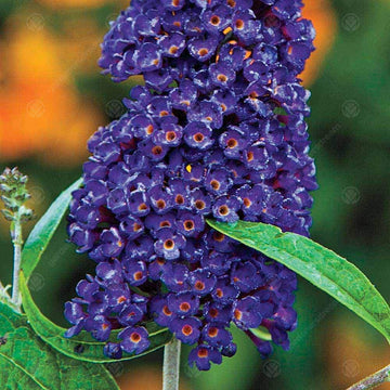 Non-gmo dark blau buddleia samen for gardening