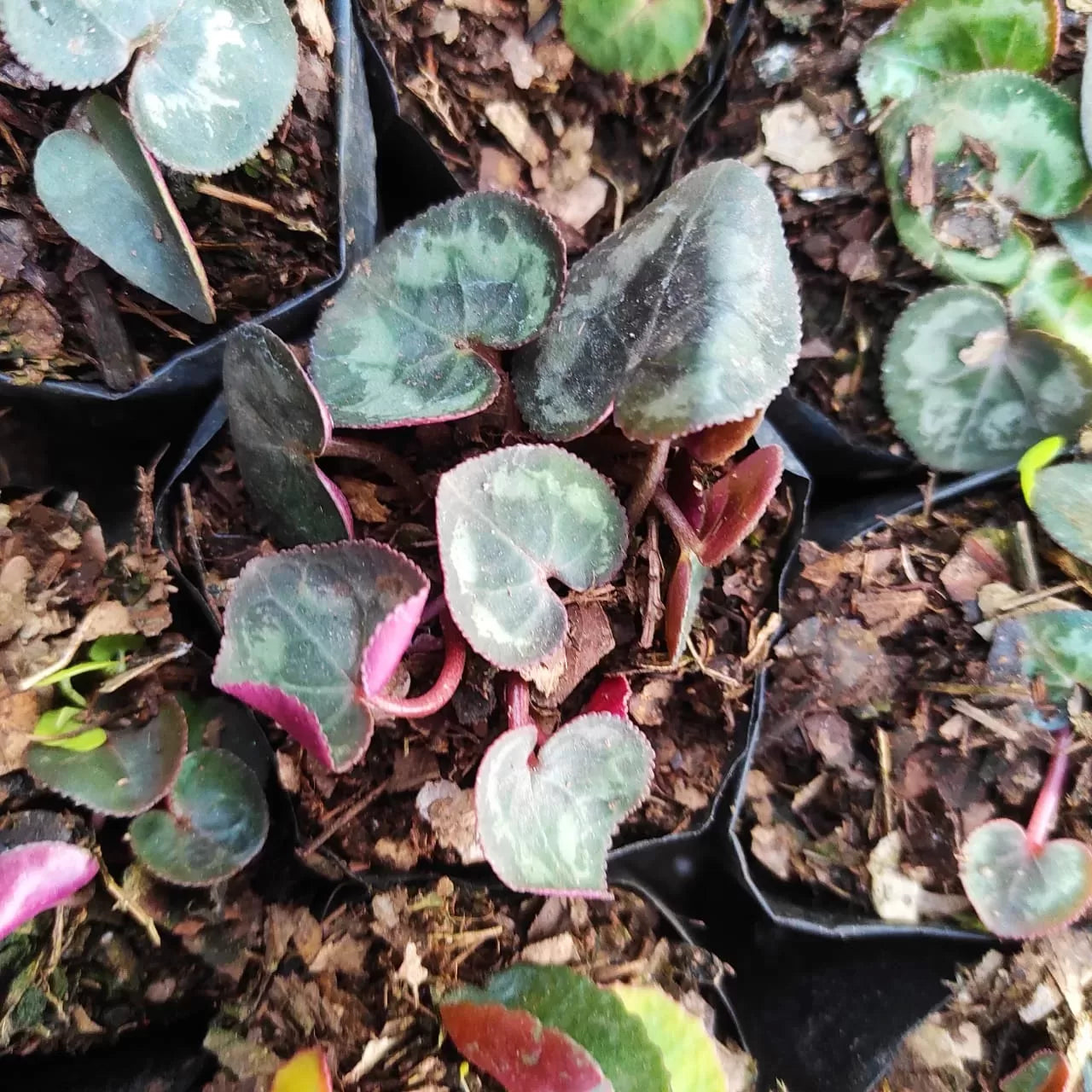 Non-gmo dark blau cyclamen blume samen