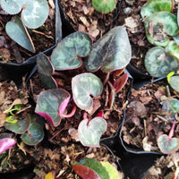 Non-gmo dark blau cyclamen blume samen