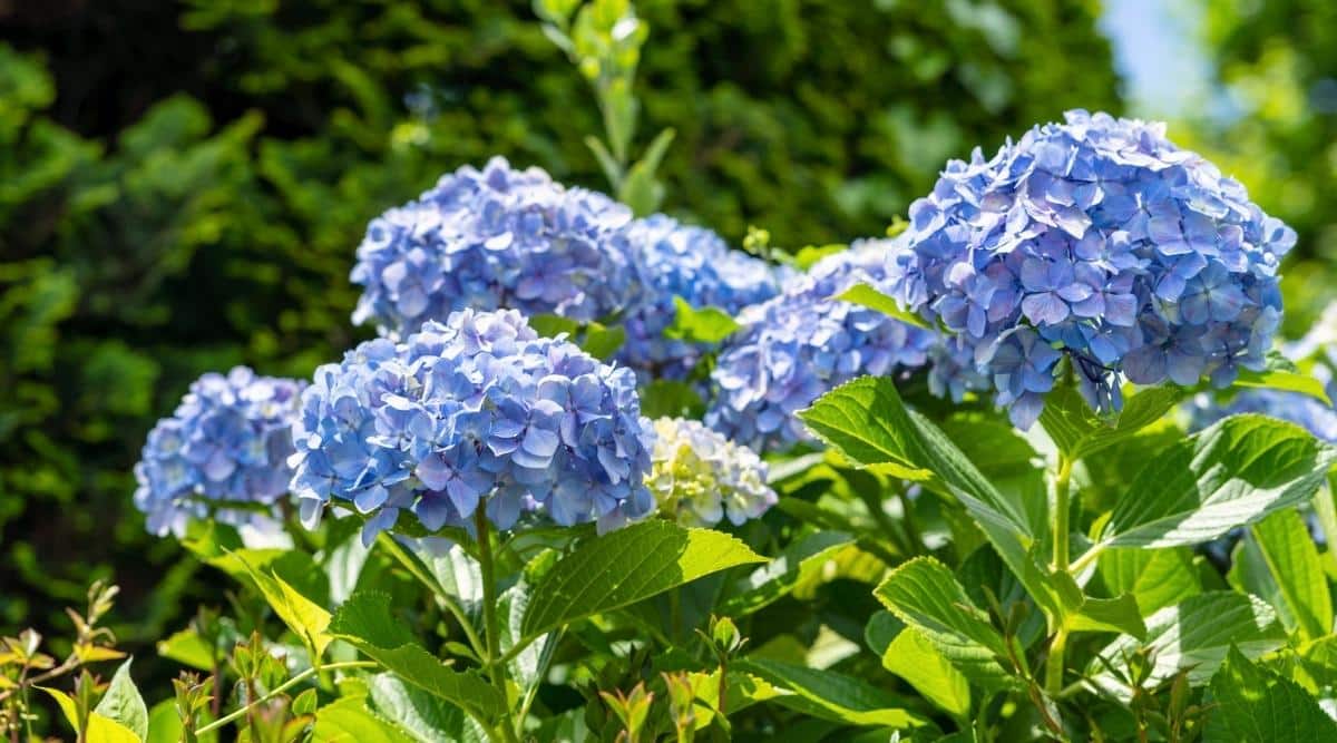 Non gmo dark blau hydrangea samen