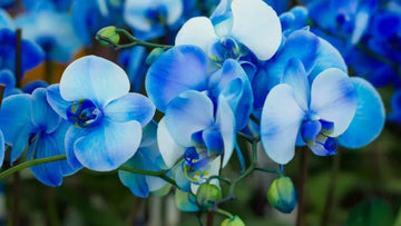 Non-gmo dark blau orchid samen
