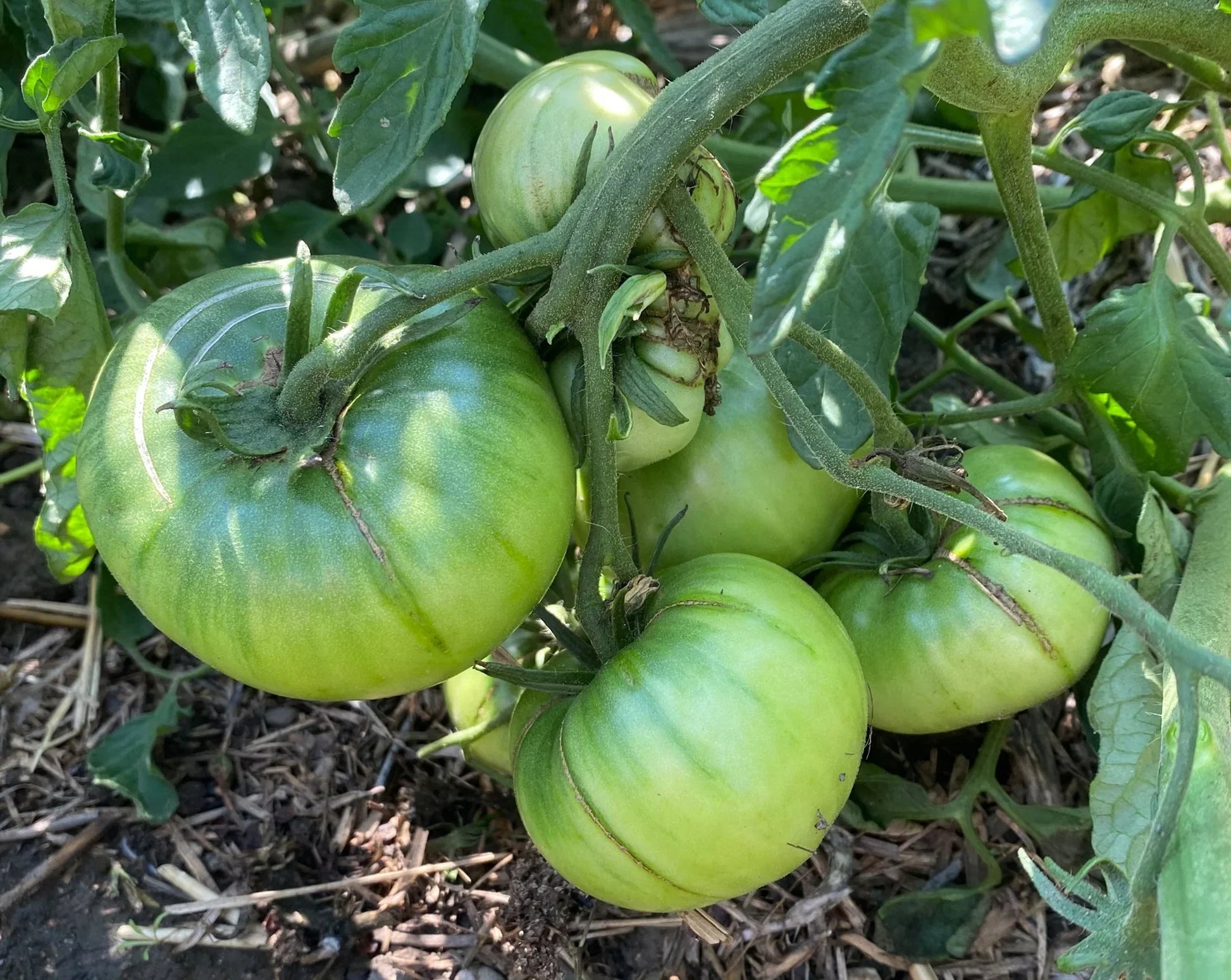 Non gmo dark grüne tomato samen