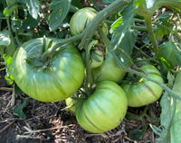 Non gmo dark grüne tomato samen