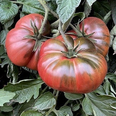 Non gmo dark maroon tomato samen