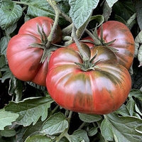 Non gmo dark maroon tomato samen