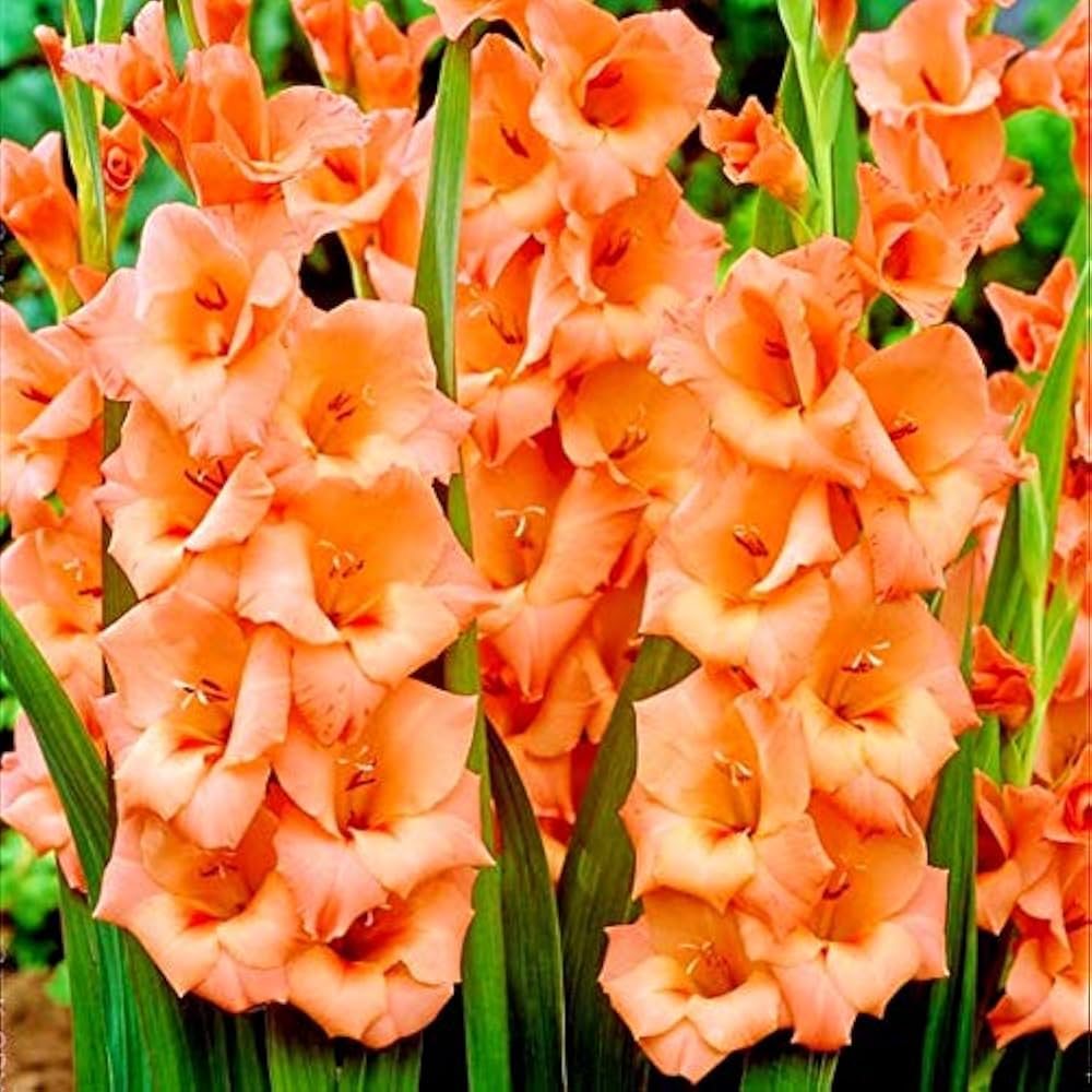 Non-gmo dark orange gladiolus samen for gardening