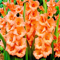 Non-gmo dark orange gladiolus samen for gardening