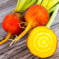 Non gmo dark orange radish samen für gardeners