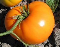 Non gmo dark orange tomato samen