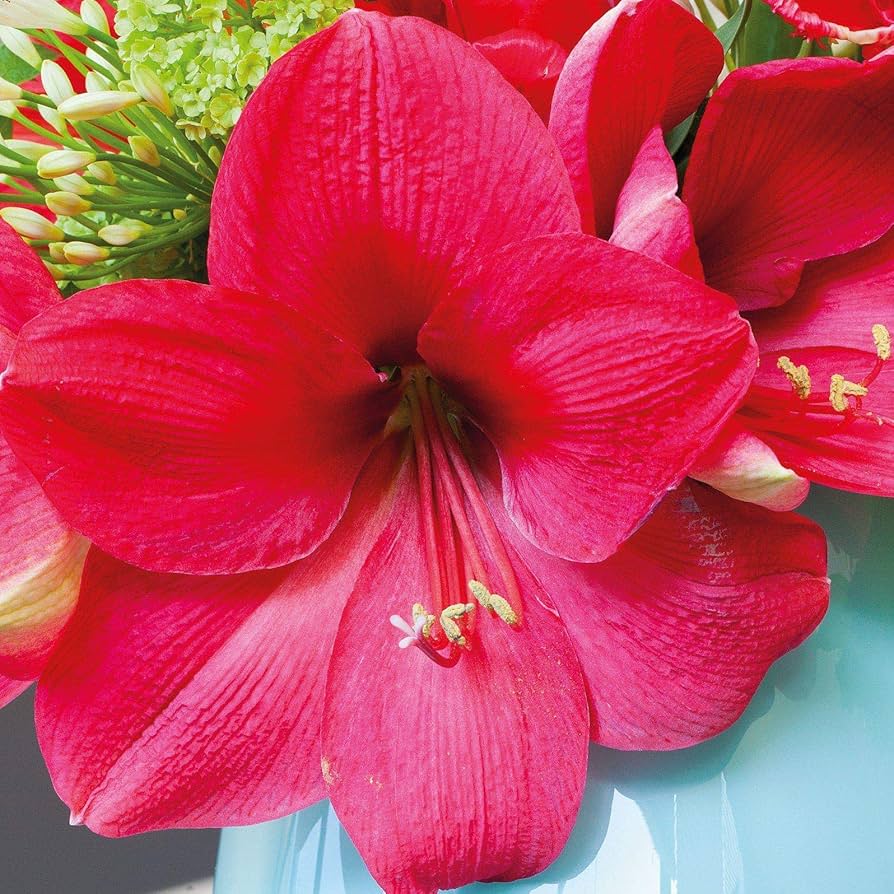 Non-gmo dark rosa amaryllis barbados samen for home gardening