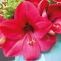 Non-gmo dark rosa amaryllis barbados samen for home gardening