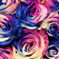 Premium non-gmo dark rosa & blau rose samen