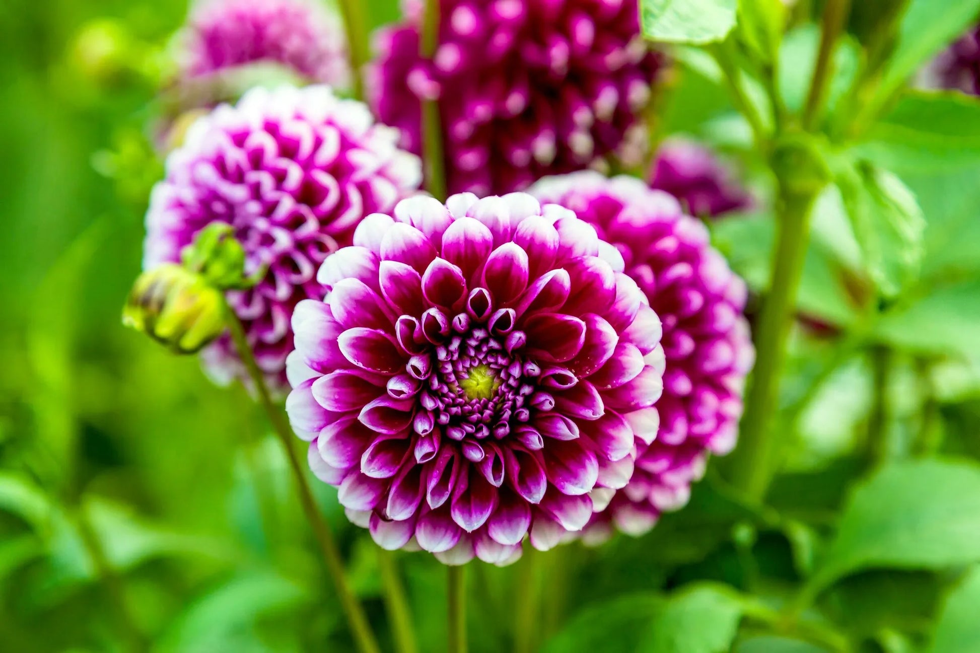 Non-gmo dark rosa two-color dahlia samen for gardening