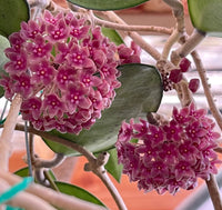 Non-gmo dark rosa hoya samen for gardening
