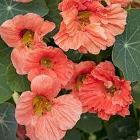 Non-gmo dark rosa nasturtium samen