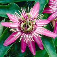 Non-gmo dark rosa passion blume samen for home gardening