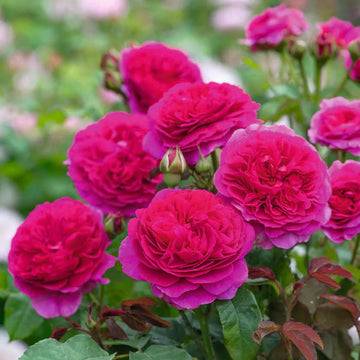 Non-gmo dark rosa english rose samen for gardening
