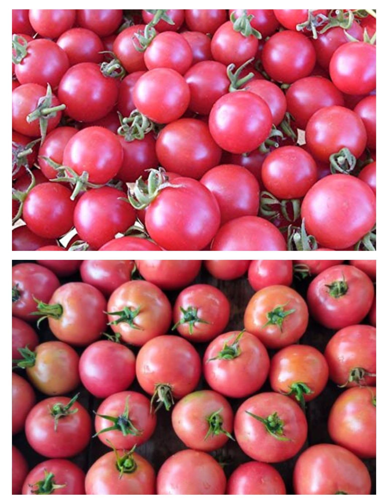 Non gmo dark pink tomato samen