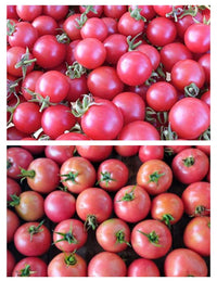 Non gmo dark pink tomato samen