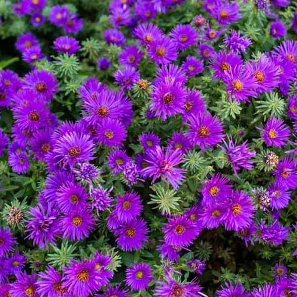 Non-gmo dark lila aster samen for home gardening