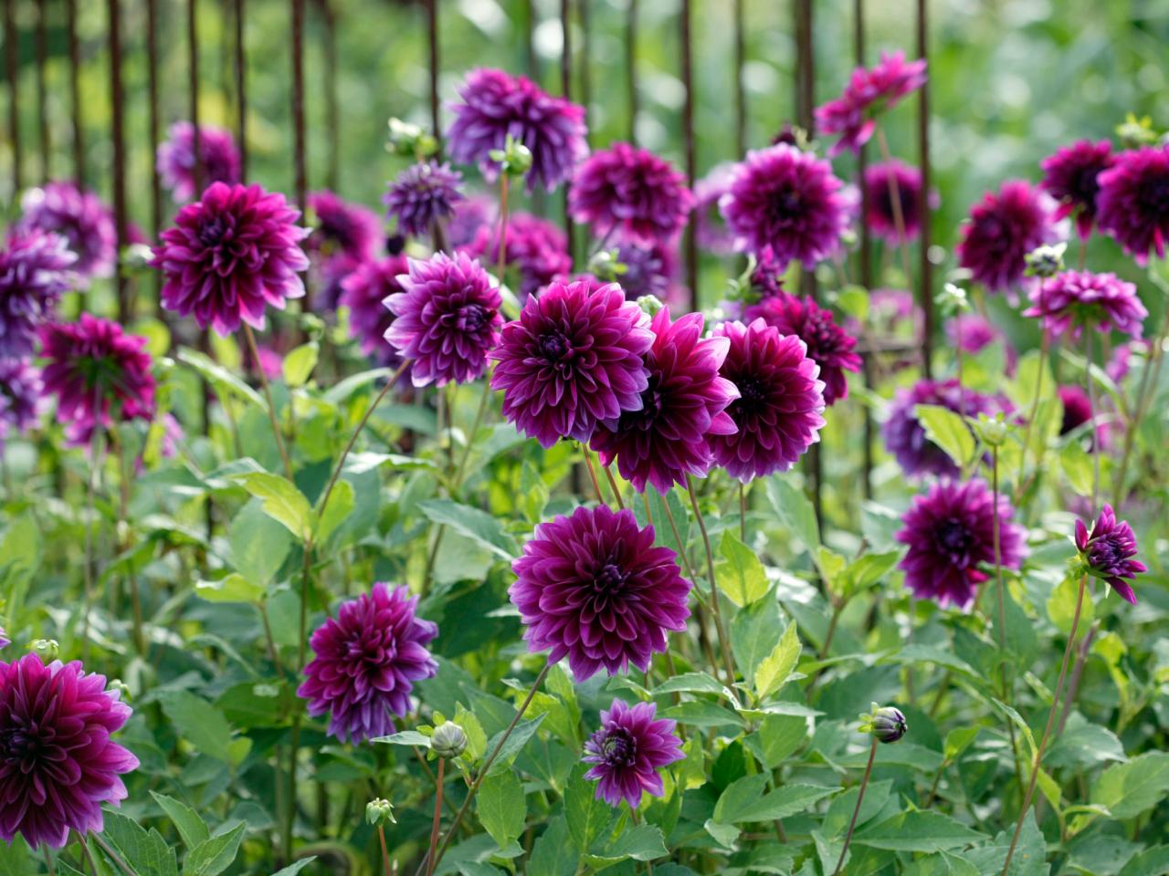Non-gmo dark lila dahlia samen for gardening