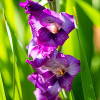 Non-gmo dark lila gladiolus samen for gardening