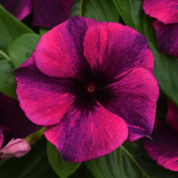 Non-gmo dark lila vinca samen for home gardening