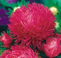 Non-gmo dark rot aster samen for home gardening