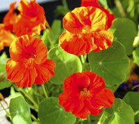 Non-gmo dark rot nasturtium samen for gardening